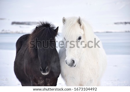 Black and white Icelandic horses