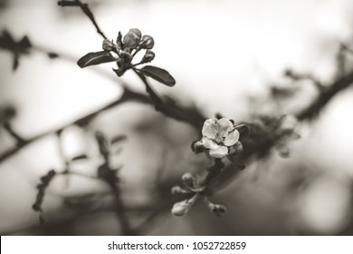 Black And White Image Of An Apple Tree Flower Blossom Surrounded By Smaller Buds At Lafayette Park In Detroit Michigan. Blurred Branches And Empty Space In Background. Matte With Mild Sepia Effect.