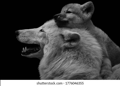 Black and white image of Arctic wolf with adorable pup (Canis lupus arctos) isolated on black background. The young wolf cub embraces mother.