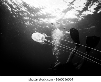 Black And White Image Of A Box Jelly Fish