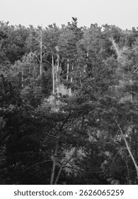 Black and white image capturing a dense forest of towering pine trees blanketing a hillside, showcasing the serene beauty of nature