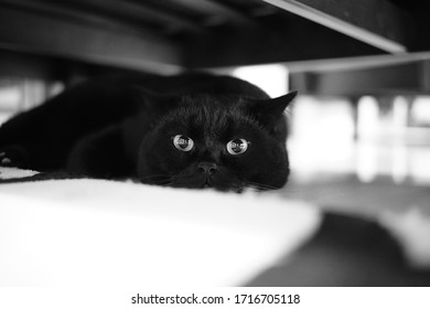 A Black And White Image Of A Black Cat Lying On A Carpet Under A Sofa Couch, Looking Straight Out.