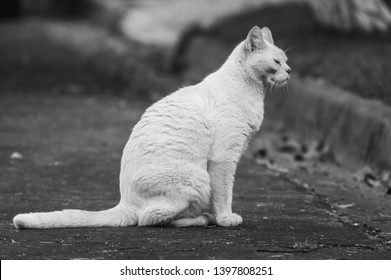 Black and white image of a cat sit in the street - Shutterstock ID 1397808251