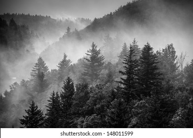 Black and white image of the clouds flowing through the pine trees along the Blue Ridge Parkway in Western North Carolina.