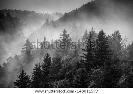 Black and white image of the clouds flowing through the pine trees along the Blue Ridge Parkway in Western North Carolina.