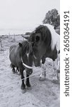 Black and white image of the differing sizes of two farm friends, big and small horses that are stablemates, pasture-mates, and horse companions. Horsy pals that share same pasture and friendship