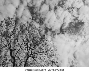 Black and white image featuring a bare tree silhouetted against a cloudy sky. Showcasing dramatic branches, natural contrast, and a minimalist atmospheric landscape, ideal for nature, seasonal, and monochrome photography themes.