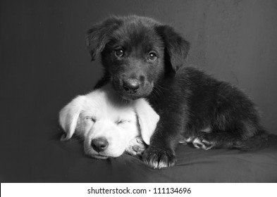 black and white puppy dog