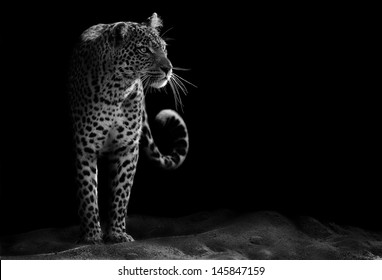 Black And White Image Of A Leopard Staring