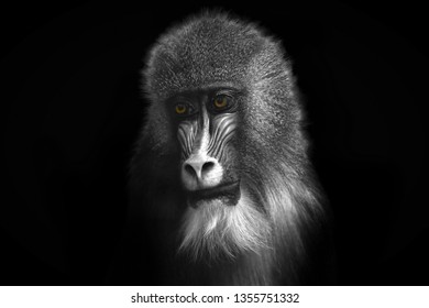 Black and white image of a monkey with bright orange eyes close-up on a contrasting black background