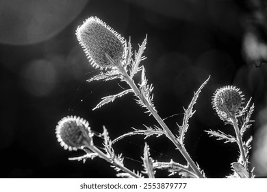 Black and white image of multiple thistles in an outdoor setting with sunlight backlighting the plant - Powered by Shutterstock