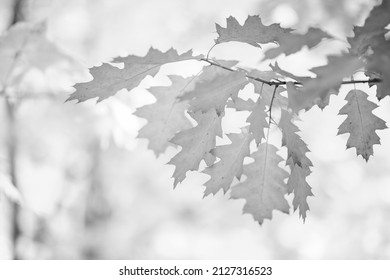 Black and white image of oak leaves in the forest