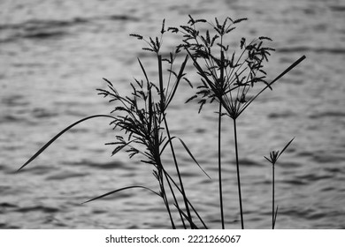 Black And White Image Of An Outgrown Plant