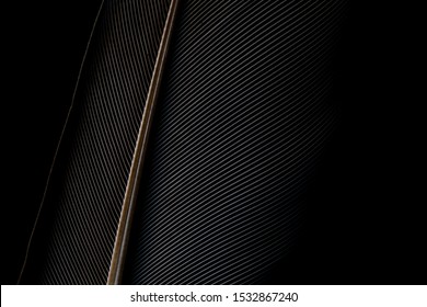 
Black And White Image Of A Piece Of Bird Feathers, Close-up,Black Macro Feather,Black Raven Feathers ,Serbia, Feather, Black Color, Crow - Bird,Abstract, Animal Body Part, Animal Pen, Animal Wing