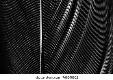 Black and white image of a piece of bird feathers, close-up.