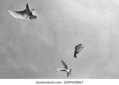 black and white image of Pigeons in their coop. pigeons exhibiting various behaviors: flying, landing, standing, and resting around their coop. the natural movements and interactions of these birds 