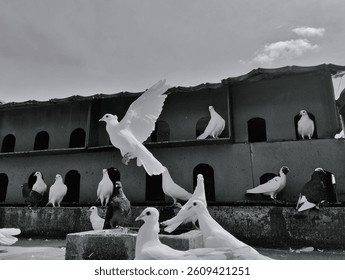 black and white image of Pigeons in their coop. pigeons exhibiting various behaviors: flying, landing, standing, and resting around their coop. the natural movements and interactions of these birds 