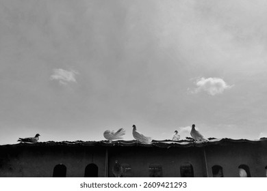 black and white image of Pigeons in their coop. pigeons exhibiting various behaviors: flying, landing, standing, and resting around their coop. the natural movements and interactions of these birds 