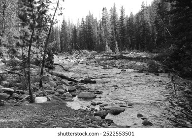 A black and white image of the Provo River, flowing through a rocky riverbed surrounded by dense forest, fallen logs, and pebbles, capturing the natural beauty of the wilderness. - Powered by Shutterstock