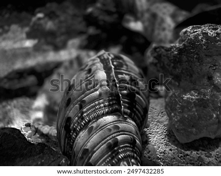 Similar – Image, Stock Photo Dead Dove IV Pigeon Animal