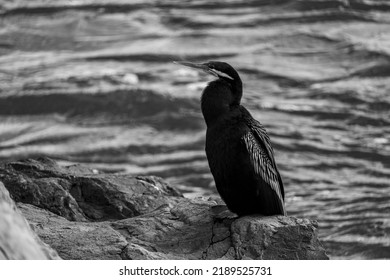 Black And White Image Of A Shag On A Rock