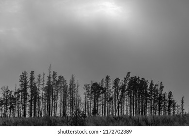 A black and white image of some remnant pine plantation on a very bleak autumn day 