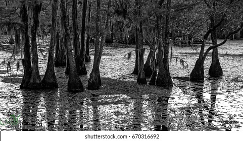 Black and white image of swamp land trees.