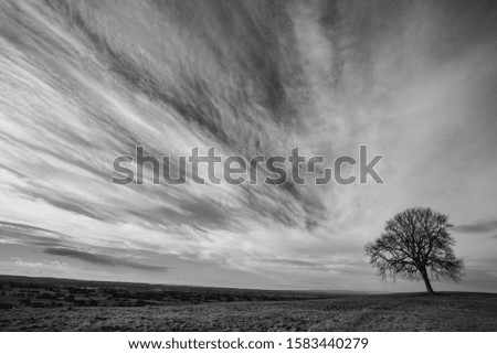 Image, Stock Photo Trees vs. storm 1 : 0