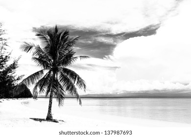 Black and white image of tropical beach - Powered by Shutterstock
