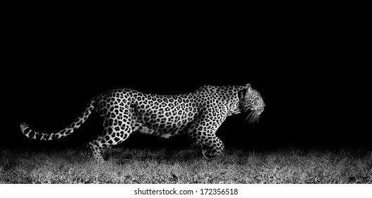 Black And White Image Of A Wild African Leopard Stalking