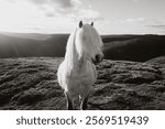 Black and white image of wild pony in the Shropshire hills national landscape near church Stretton 