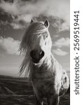 Black and white image of wild pony in the Shropshire hills national landscape near church Stretton 