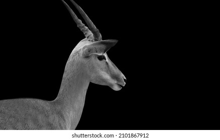 Black And White Impala Portrait On The Black Background