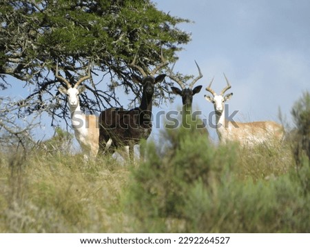 Black and White impala in South Africa