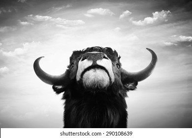 Black and white imponent bull portrait