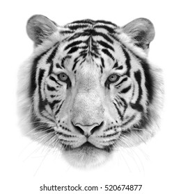 Black and white isolated portrait of a white bengal tiger. Mask of the biggest cat. Wild beauty of the most dangerous and mighty beast