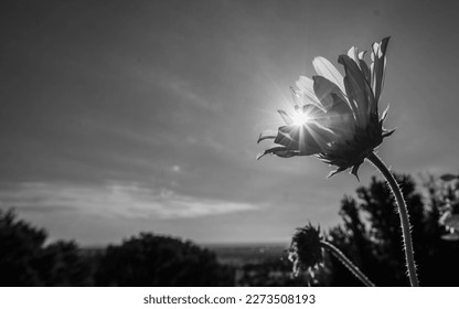 fondo girasol aislado en