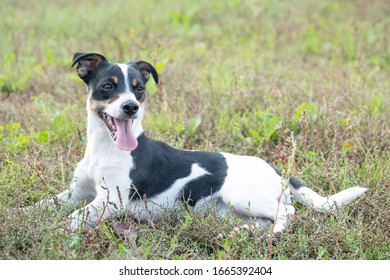 jack russell dogs black and white coat