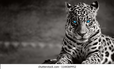 Black And White Jaguar ,blue Eyes