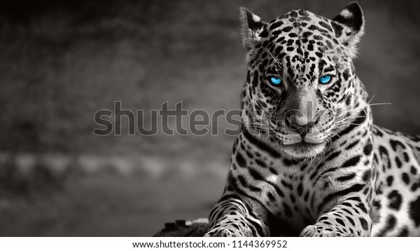 Black and white jaguar ,blue\
eyes