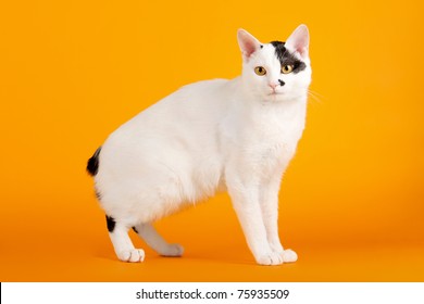 ジャパニーズボブテイル