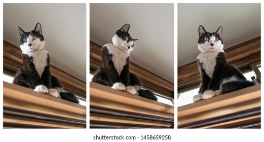 Black And White Japanese Domestic Cat Triptych.