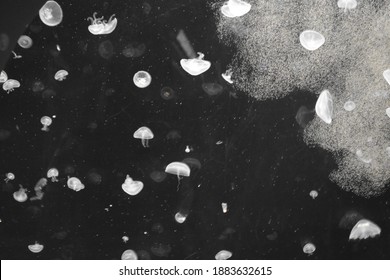 Black And White Jellyfish Stock Photos Images Photography Shutterstock