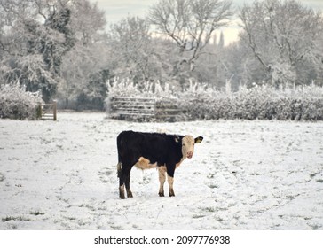 Black And White Jersey Cow Calf In Snow