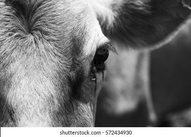 Black And White Jersey Cow Face