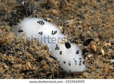 Black and White Jorunna (Jorunna Funebris, aka Dotted Nudibranch). Lembeh Strait, Indonesia
