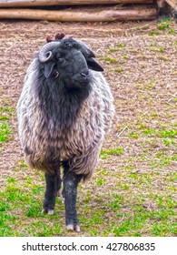 Black And White Karakul Sheep (Ovis Aries)