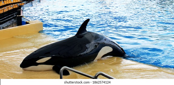 Black And White Killer Whale Swims Out Of The Pool, Tenerife 2012