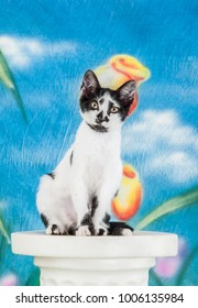 Black and white Kitten