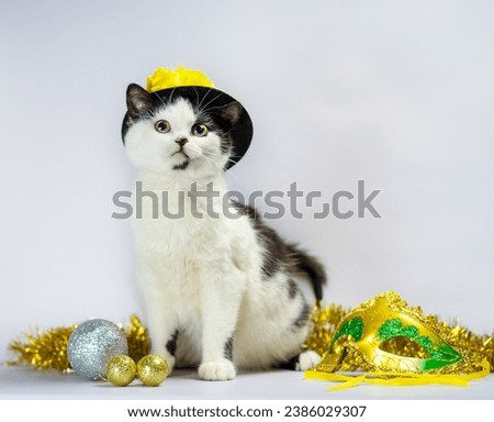 black and white kitten in christmas fancy dress hat